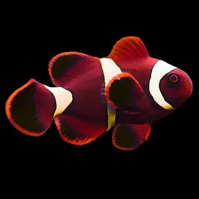 maroon clown fish, View more