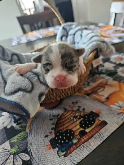 3 Frenchton Puppies!!!, View more