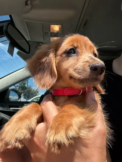 Puppy Mini Long Haired Daschund & Australian Sheppard, View more