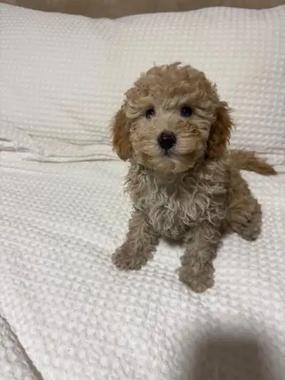 Maltipoo Puppies, View more