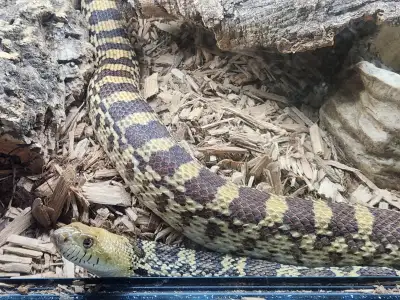 Male bullsnake for sale Can come with custom sized cornel's world quality pvc enclosure with thermos...