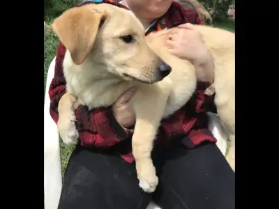 Adorable, sweet, playful farm puppies needing loving owners and their forever homes! We love these p...