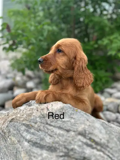 We have a healthy litter of Irish setter puppies! Born April 2. Male pups available. If you are inte...