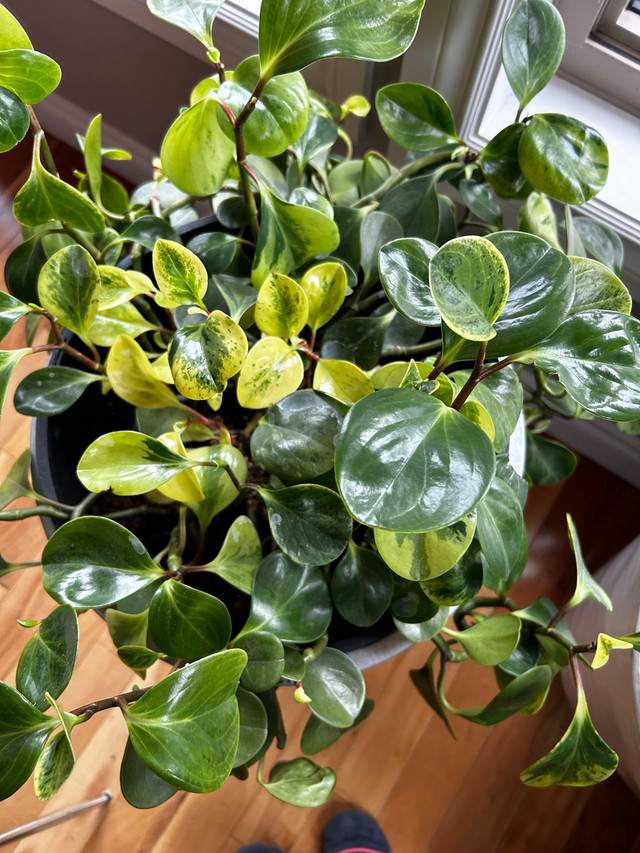 Lush Peperomia plant in Home Décor & Accents in Banff / Canmore