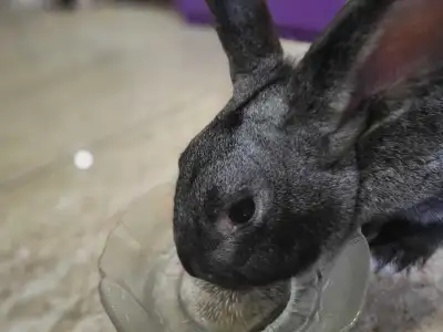 AMERICAN CHINCHILLA RABBIT (Urgent Must go ASAP), View more