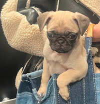 Pug carlin 8 weeks / 8 semaines