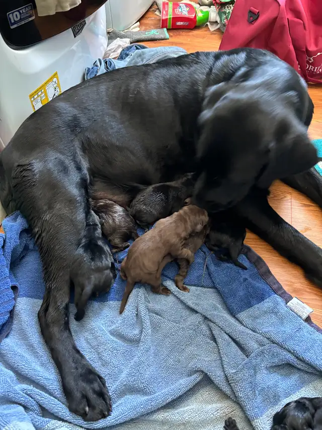 Labrador puppies in Dogs & Puppies for Rehoming in Ottawa - Image 2