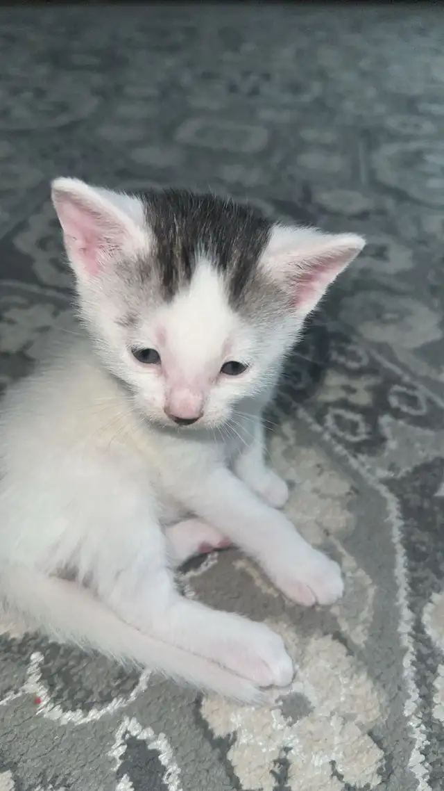 baby cats for sale in Cats & Kittens for Rehoming in West Island - Image 5
