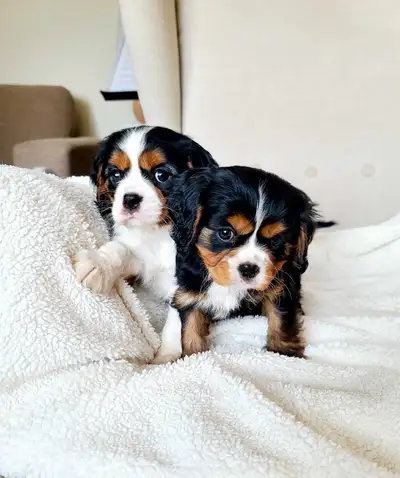 Cavalier King Charles, View more