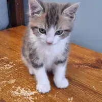 Adorable little kitten to give away.