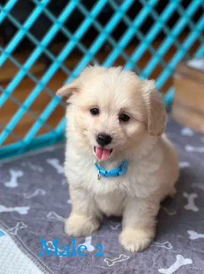 **Only 3 Puppies Left ** Beautiful and super fluffy Yorkie Pom puppies who look like little teddy be...