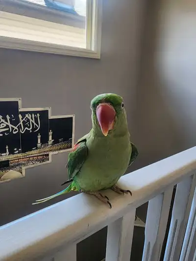 Friendly Alexandrine parrot looking for a loving home , View more