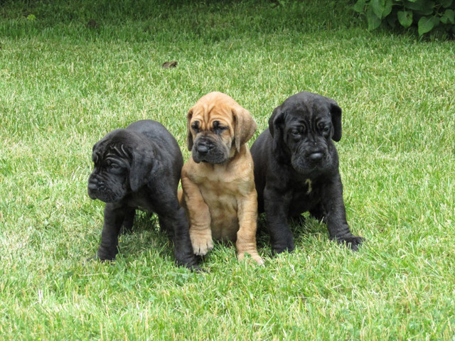 CKC Registered  European Great Dane Puppies in Dogs & Puppies for Rehoming in Oshawa / Durham Region