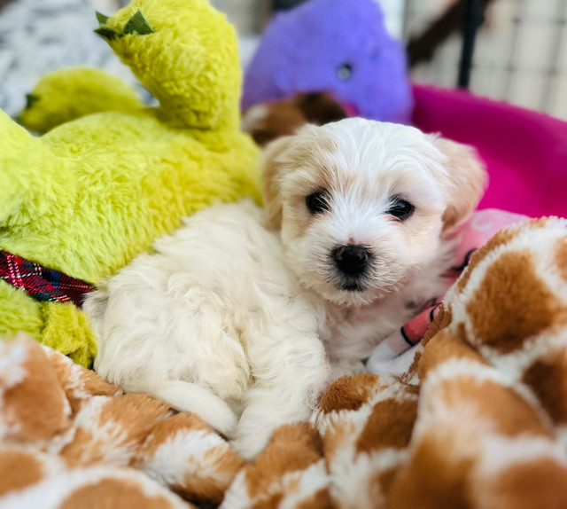 Coton de Tulear male & Biton puppy litter Dogs & Puppies for Rehoming