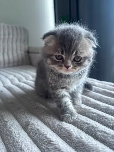Pure Scottish Fold and straight , View more