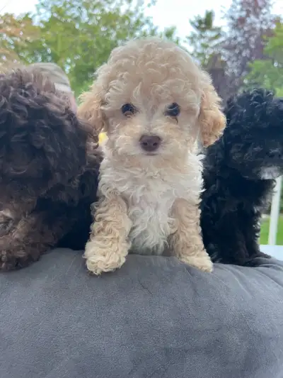 Toy poodles, View more