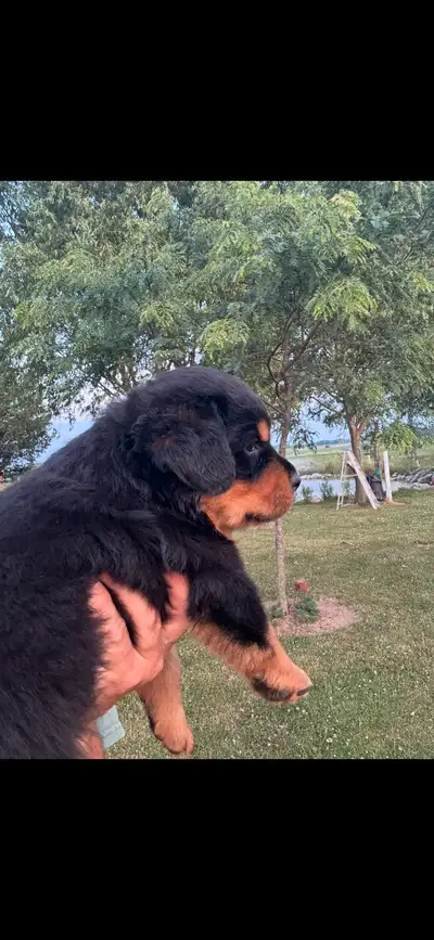 ROTTWEILER PUPPIES GERMAN BLOODLINE, View more