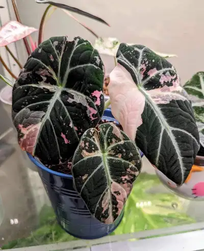 Alocasia Black Velvet Pink Corms , View more