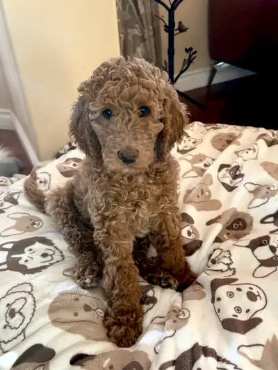 STANDARD POODLE PUPPIES, View more