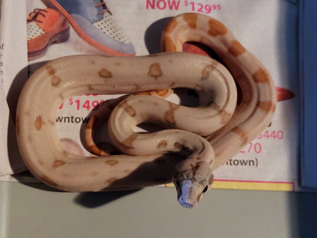 2023 Female SuperSunset Boa Available in Reptiles & Amphibians for Rehoming in Norfolk County - Image 2