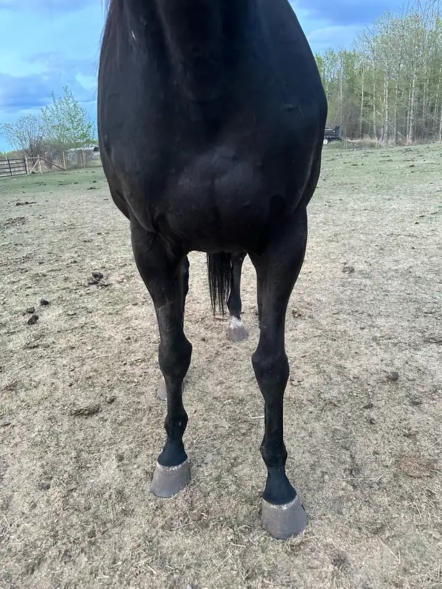 Thoroughbred Mare in Horses & Ponies for Rehoming in Dawson Creek - Image 9