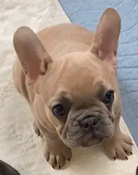 DNA clear CKC registered French Bulldogs