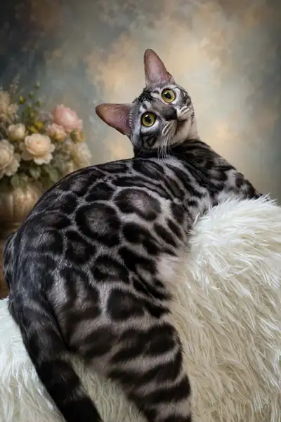 Tica Registered Bengal kittens, View more