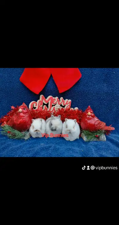 EXTRAORDINARY HOLLAND LOP, NETHERLAND DWARF, LIONHEAD BABY BUNNY, View more
