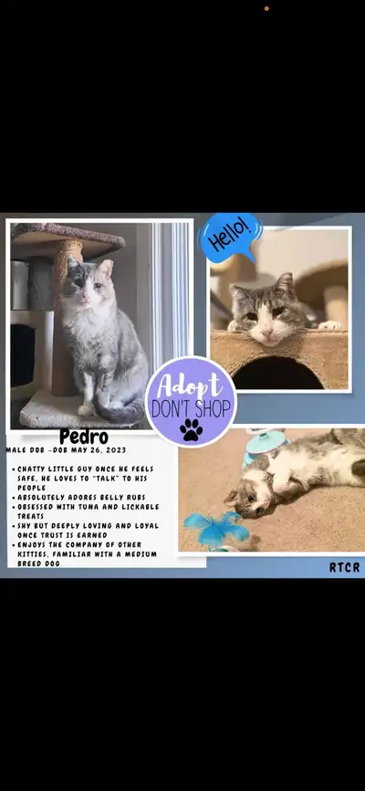 Pedro-male cat for adoption!, View more