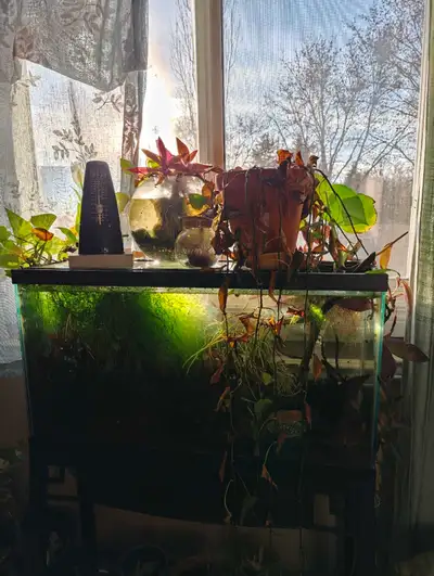 fishkeeping items free and for sale, View more