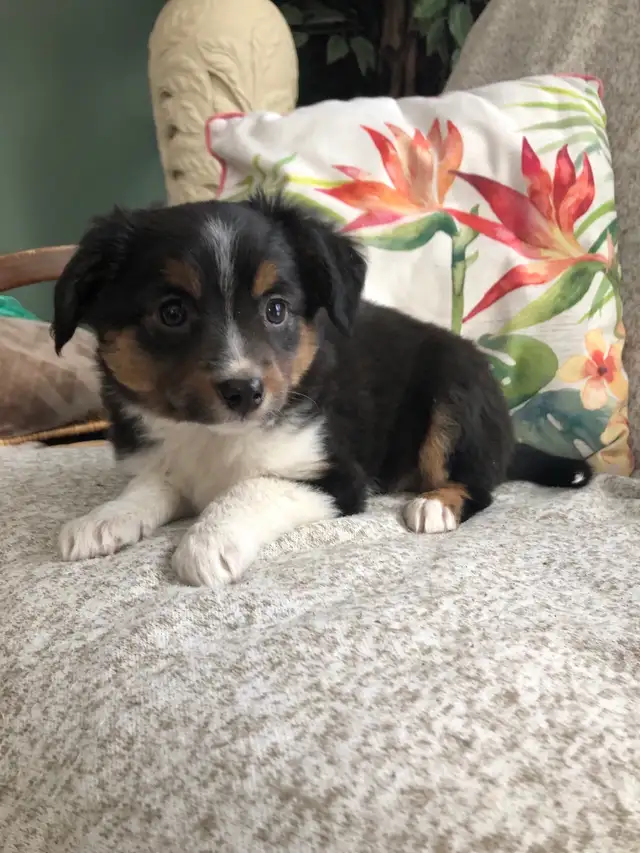 Toy Australian Shepherd Pups in Dogs & Puppies for Rehoming in Kamloops - Image 2