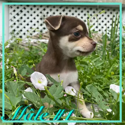 ❤️Chiots Chihuahua X Jack Russell, View more