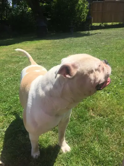 Hi.I will cut your lawn and trim also clean up yard,will pickup dog pooh,I don’t charge much $25.00....