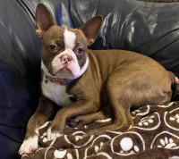 Boston Terrier 12 months old male puppy for rehoming