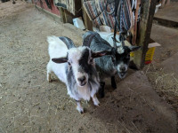 Chèvres miniature