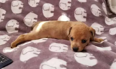 Chiweenies ❤️❤️, View more