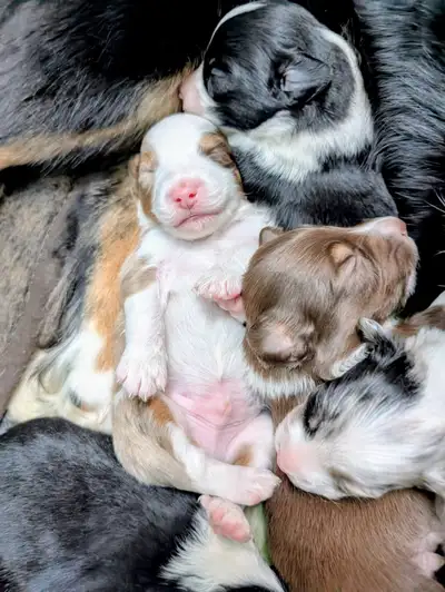 1 RedTri Male( Sold) 3 Black Tri Male 1 Black Tri Female 2 Female Blue Merle 1 Red Merle Male Blue e...