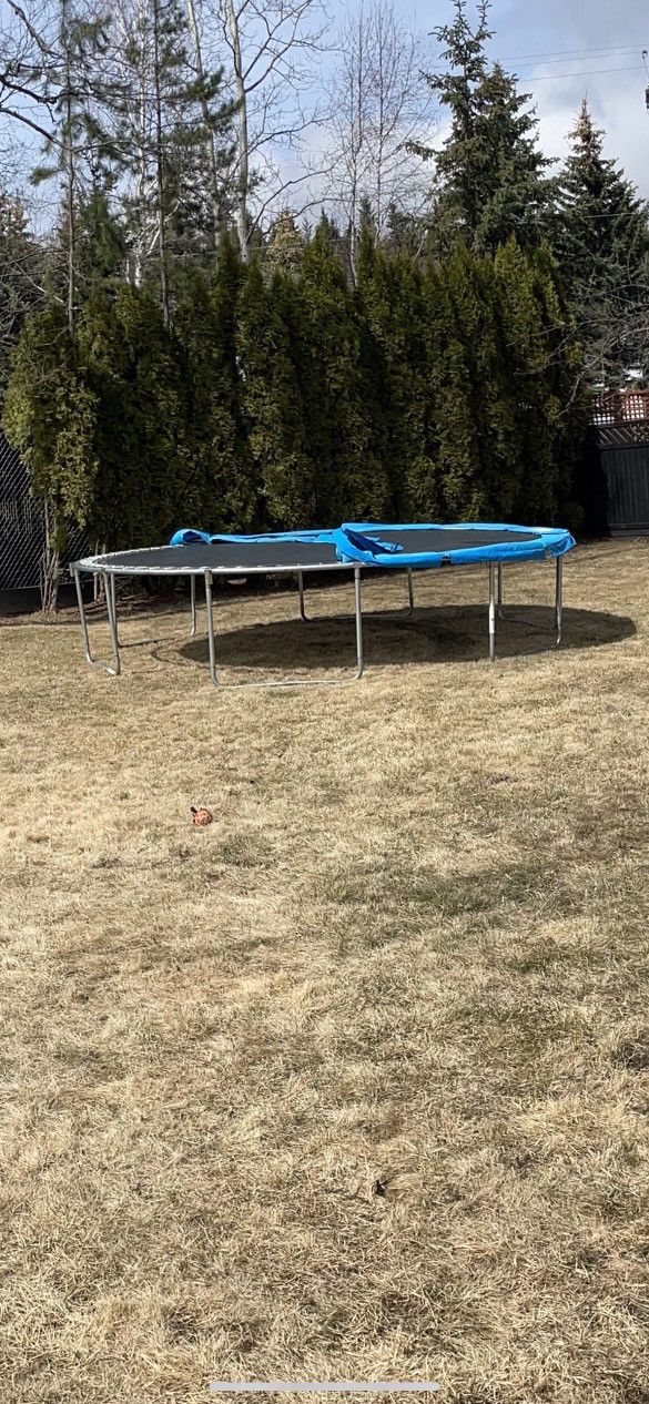 Trampoline  in Other in Prince George
