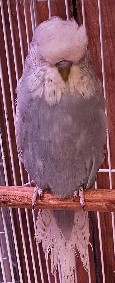 Quality English Budgies. 8 weeks to 2 years old. Some breeding pairs available. From award winning l...