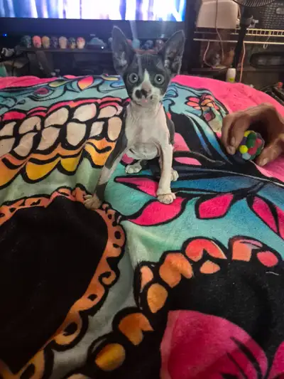 Hello my name is Oreo I was born April 25th 2026, I am a female coated sphynx. (I have a very fine c...
