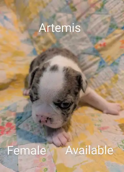 Under The Willow Boston Terriers is thrilled to announce the arrival of a beautiful litter of four B...