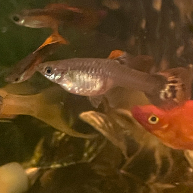 Assorted Female Guppies | NEED GONE FAST! in Fish for Rehoming in Mississauga / Peel Region - Image 2