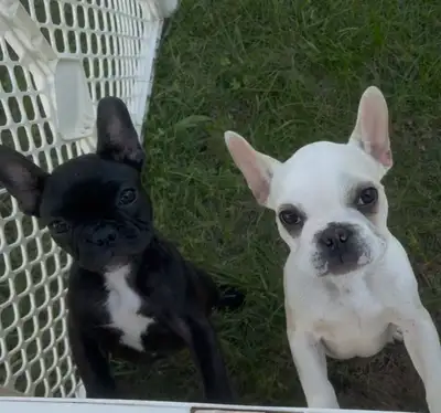 2 Frenchies Awaiting new families !!, View more