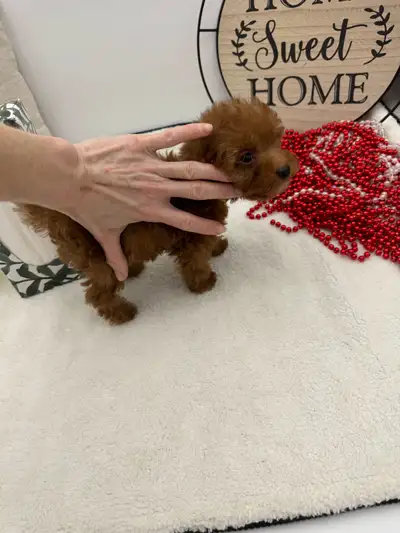 Tiny Toy Poodles, View more