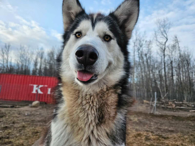 2 - 19 Month intact Alaskan Malamutes  in Dogs & Puppies for Rehoming in Edmonton - Image 3