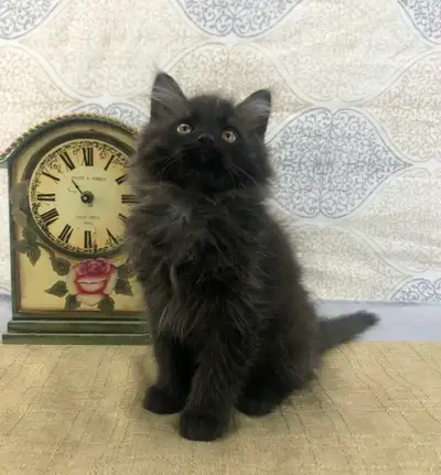 Majestic Maine Coon Kitten, View more