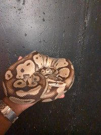 Ball python tank included 