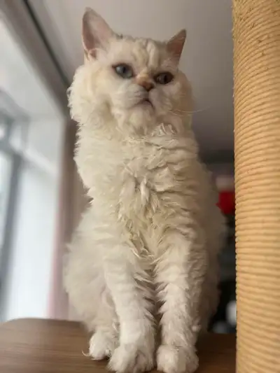 chatte Selkirk rex, View more
