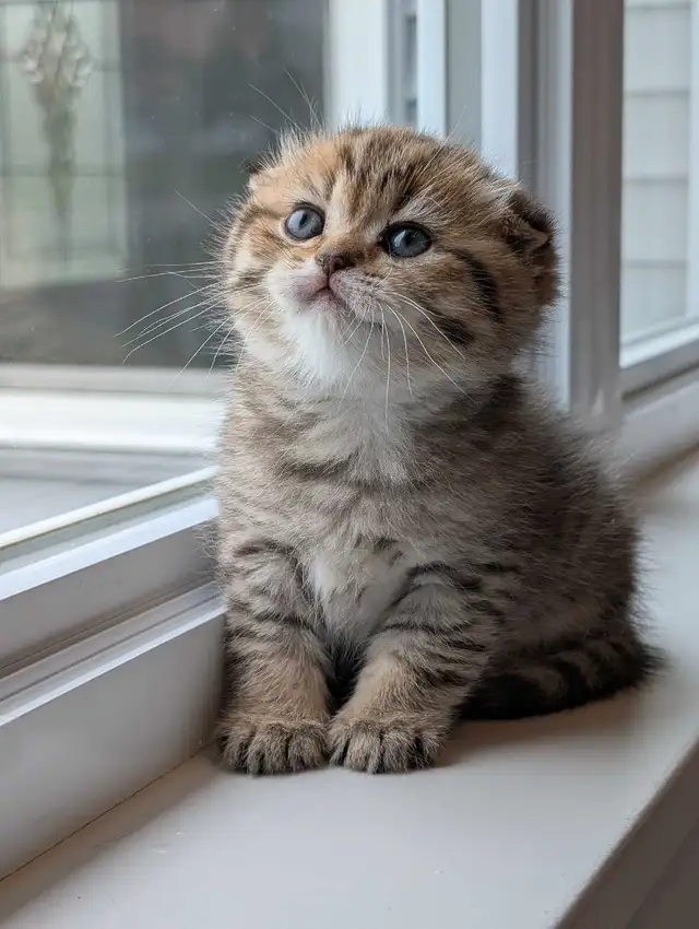 Scottish fold X British Shorthair Kittens in Cats & Kittens for Rehoming in Moncton - Image 5