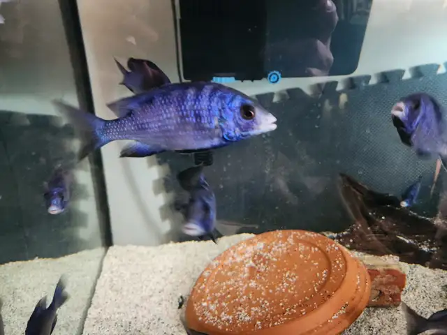 Mdoka whitelips/lichnochromis acuticeps in Fish for Rehoming in City of Toronto - Image 6